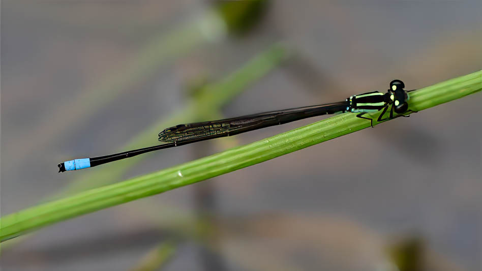 Ischnura capreolus (Tiny Forktail)-2.jpg